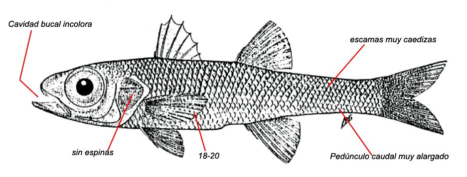 Epigonus denticulatus_01.jpg